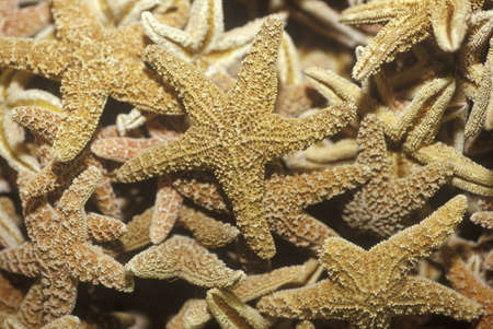 Pile of Starfish, Ft. Myers, Floridaのeditorial素材