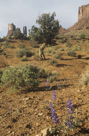 Desert in Bloom, Monument Valley, Utahのeditorial素材