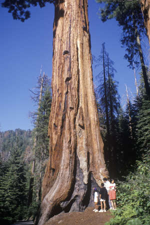 Giant Sequoia Tree, Sequoia National Park, Californiaのeditorial素材