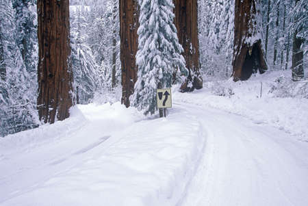 Winter Road in Sequoia National Park, Californiaのeditorial素材