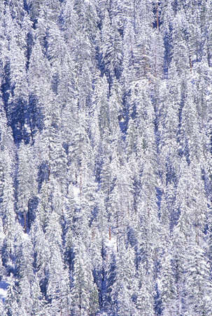 Snow Covered Pine Trees, Yosemite National Park, Californiaのeditorial素材