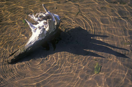 Piece of Wood in Water, Coloradoのeditorial素材