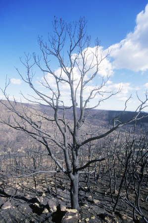 Burnt Trees, Mesa Verde National Park, Coloradoのeditorial素材