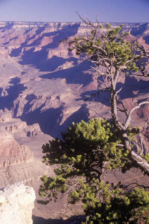South Rim of the Grand Canyon, Arizonaのeditorial素材