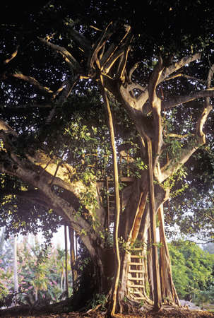Tree House, Miami, Floridaのeditorial素材