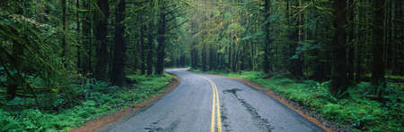 This is located in the Hoh Rain Forest. It shows a rain soaked road in bad weather surrounded by green trees, ferns and foliage of the surrounding rain forest.の写真素材