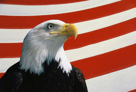 This is a bust of an American bald eagle looking out toward the right. He is set against a...