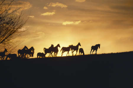 These are horses running in the distance at sunset.の写真素材