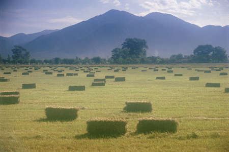 Hay bales in field