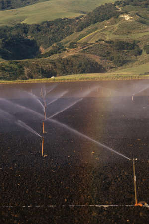 Sprinkler system watering cropsの写真素材