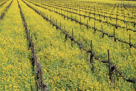 Green field with fencesの写真素材