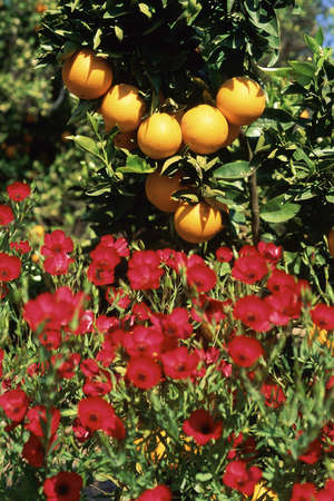 Oranges hanging from tree with red flowersの写真素材
