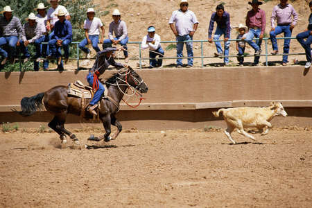 Cowboy roping calf at rodeo