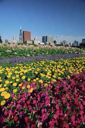 Flowerbeds in Grant Park, Chicago in distanceの写真素材