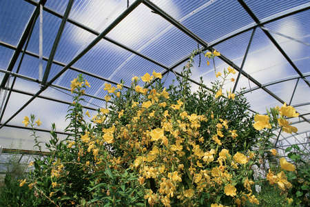 Flowers in experimental greenhouseの写真素材