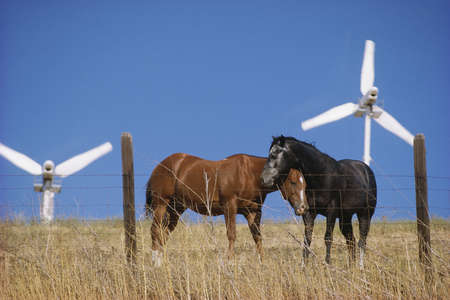 Horses on wind farmの写真素材