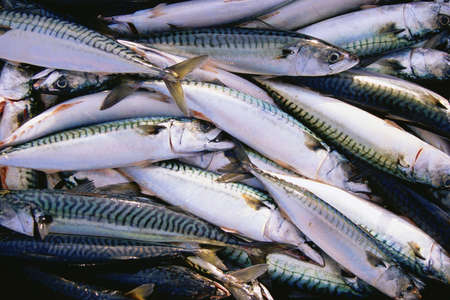 Pile of mackerel fishの写真素材