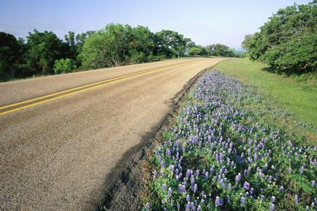 Wildflowers on side of rural highwayの写真素材