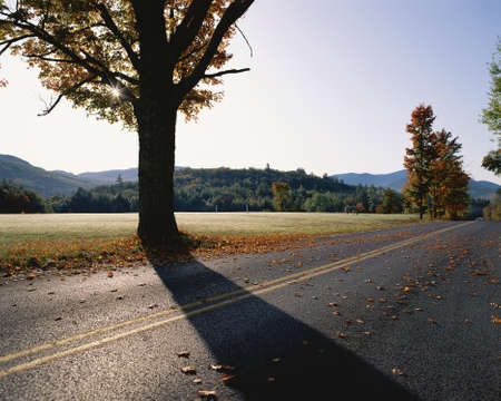 Country highway with fall treesの写真素材