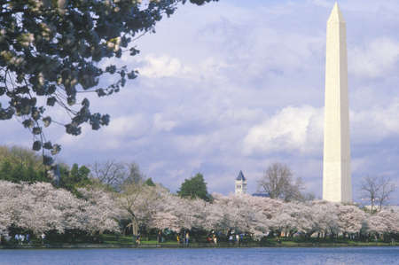 The Washington National Monument in Springtime, Washington, D.C.