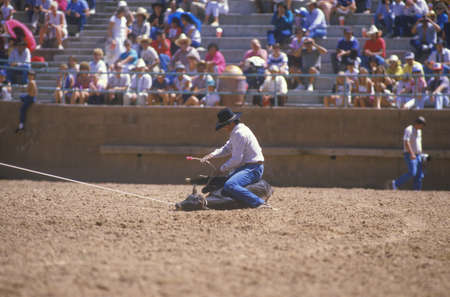 Calf roping, Inter-Tribal Ceremonial Indian Rodeo, Gallup NMのeditorial素材