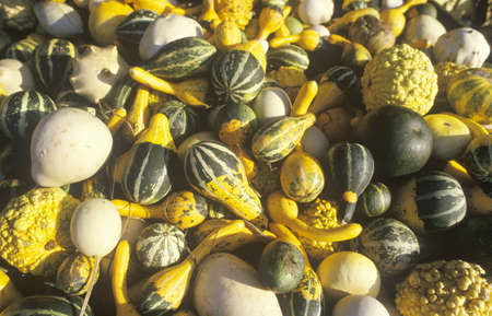 Autumn Squash, Connecticutのeditorial素材