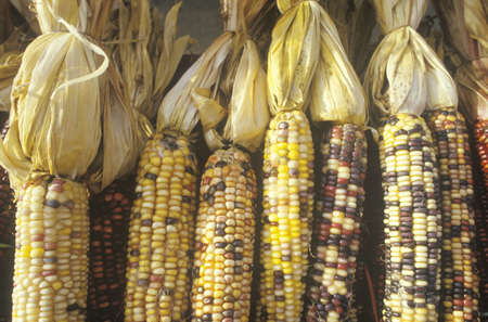 Indian Corn, New Jerseyのeditorial素材