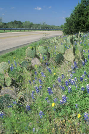 Blue bonnets and wild spring flowers along a road in Texasのeditorial素材