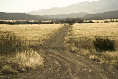 Dirt road through New Mexico countryside with back-lit dry grassのeditorial素材