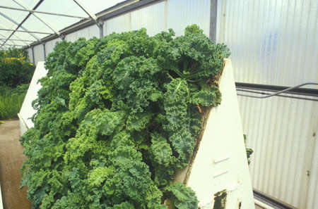 Hydroponic lettuce farming at the University of Arizona Environmental Research Laboratory in Tucson, AZのeditorial素材