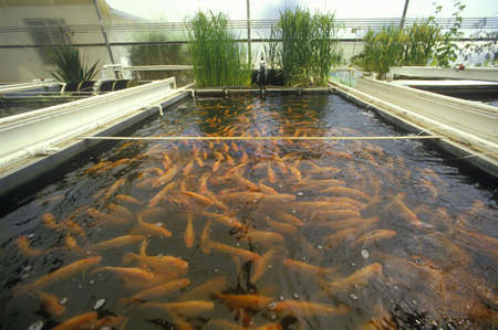 Aquaculture fish farming at the University of Arizona Environmental Research Laboratory in Tucson,...