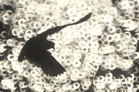 Silhouette of seagull flying over Hudson River, NYのeditorial素材