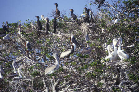 Cormorants and Brown Pelicans at Everglades National Park, 10,000 Islands, FLのeditorial素材