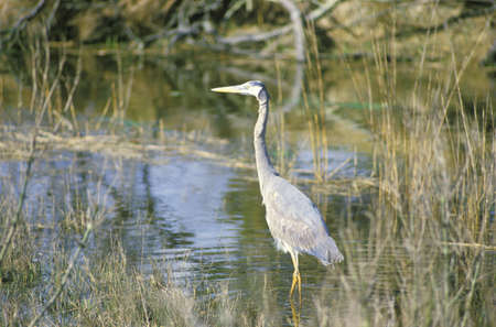 Heron in swamp, Assateague National Wildlife Refuge, MDのeditorial素材