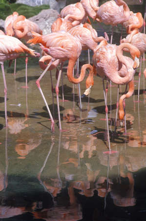 Group of Pink Flamingos in water, Sea World, San Diego, CAのeditorial素材