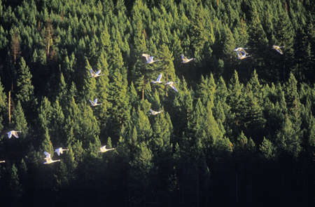 Trumpet swans at sunset, over Blanchard Lake, IDのeditorial素材