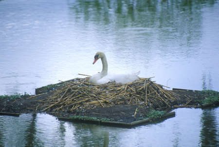 Nesting swan in lake, Middleton plantation, Charleston, SCのeditorial素材
