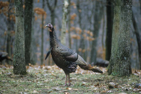 Wild Turkey Hen, Lone Elk Park, MOのeditorial素材