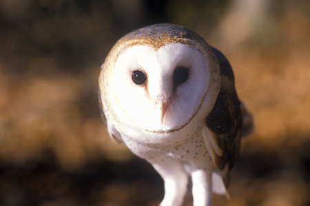 Close-up of Barn Owl, Land Between Lakes, KYのeditorial素材