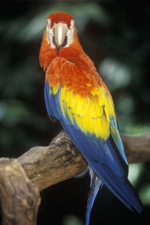 Trained Macaw parrot at Sunken Gardens, St. Petersburg, FLのeditorial素材