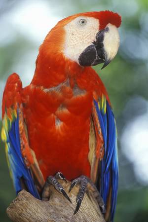 Trained Macaw parrot at Sunken Gardens, St. Petersburg, FLのeditorial素材