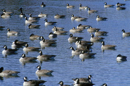 Flock of ducks on pond, Pierre, SDのeditorial素材