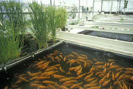 Aquaculture fish farming at the University of Arizona Environmental Research Laboratory in Tucson, AZのeditorial素材