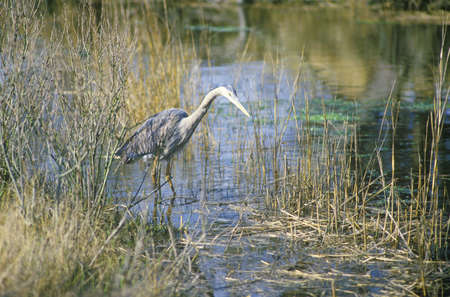 Heron in swamp, Assateague National Wildlife Refuge, MDのeditorial素材