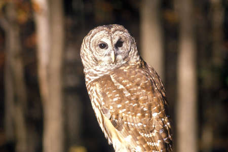 Close-up of Barn Owl, Land Between Lakes, KYのeditorial素材