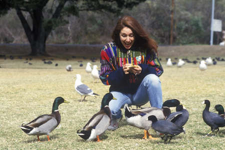 Woman feeding Mallard ducks, Central Coast, CAのeditorial素材