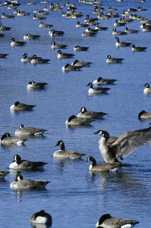Flock of ducks on pond, Pierre, SDのeditorial素材
