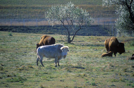 White Bison, White Clouds, Sacred buffalo, National Buffalo Museum, Jamestown, SDのeditorial素材