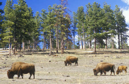 Bison grazing outside of Denver, COのeditorial素材
