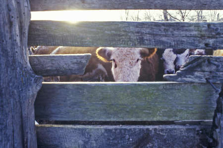 Cow gazing through wooden slats, cattle farm, MOのeditorial素材
